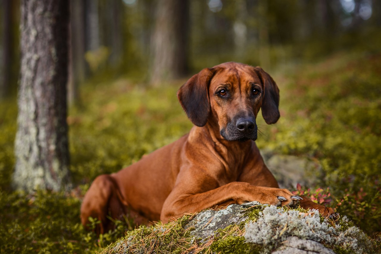 Rhodesian Ridgeback Dog lying against the rock in the woods