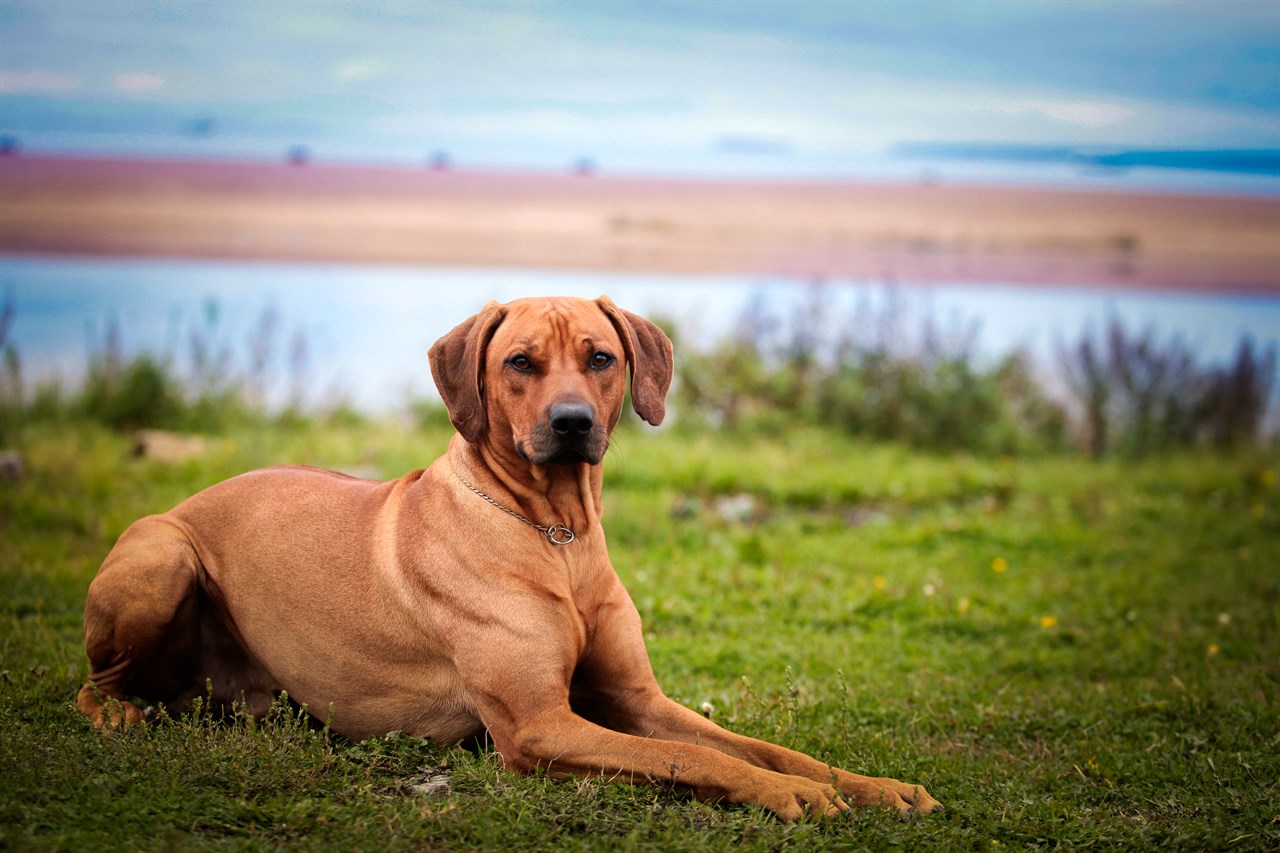 Rhodesian Ridgeback Dog lying on green grass near a lake