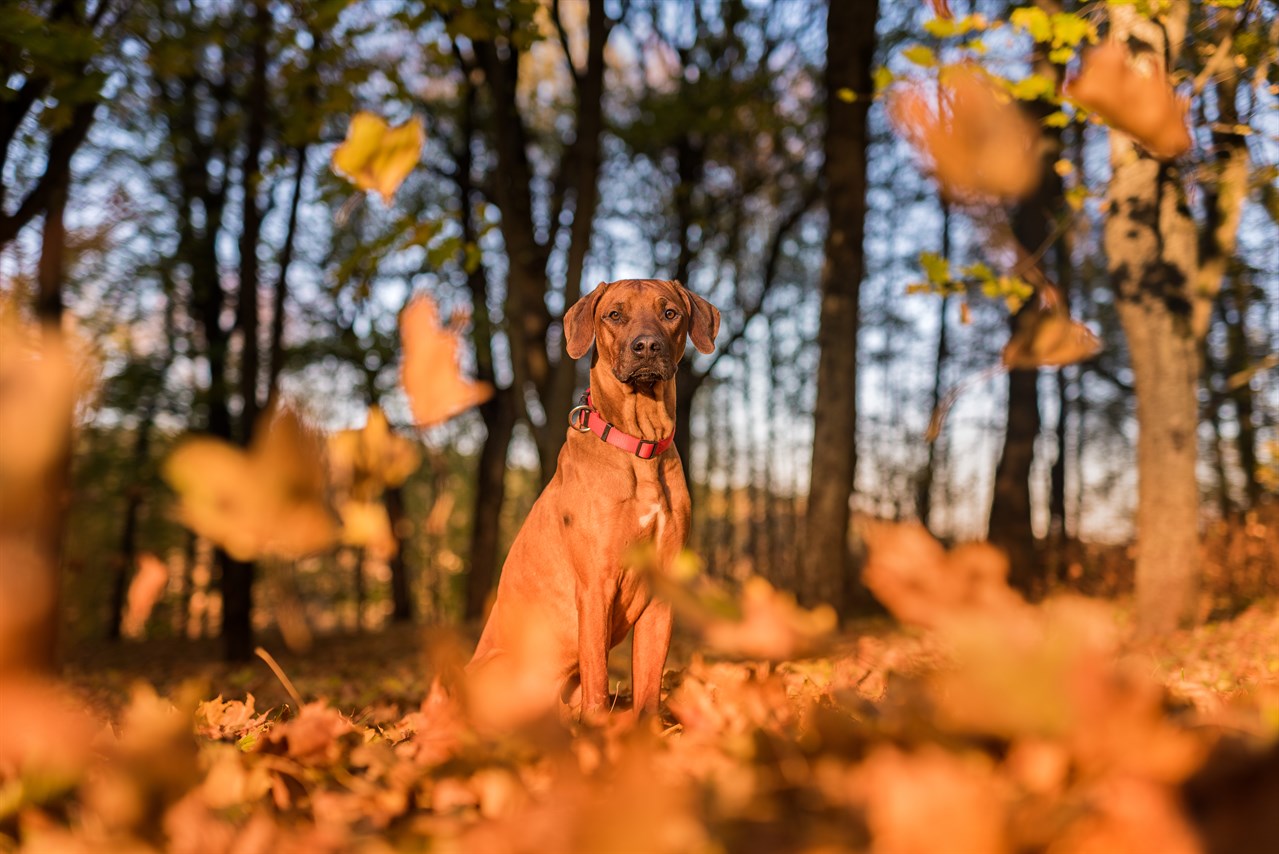 Rhodesian Ridgeback Dog standing in the woods looking towards camera in autumn