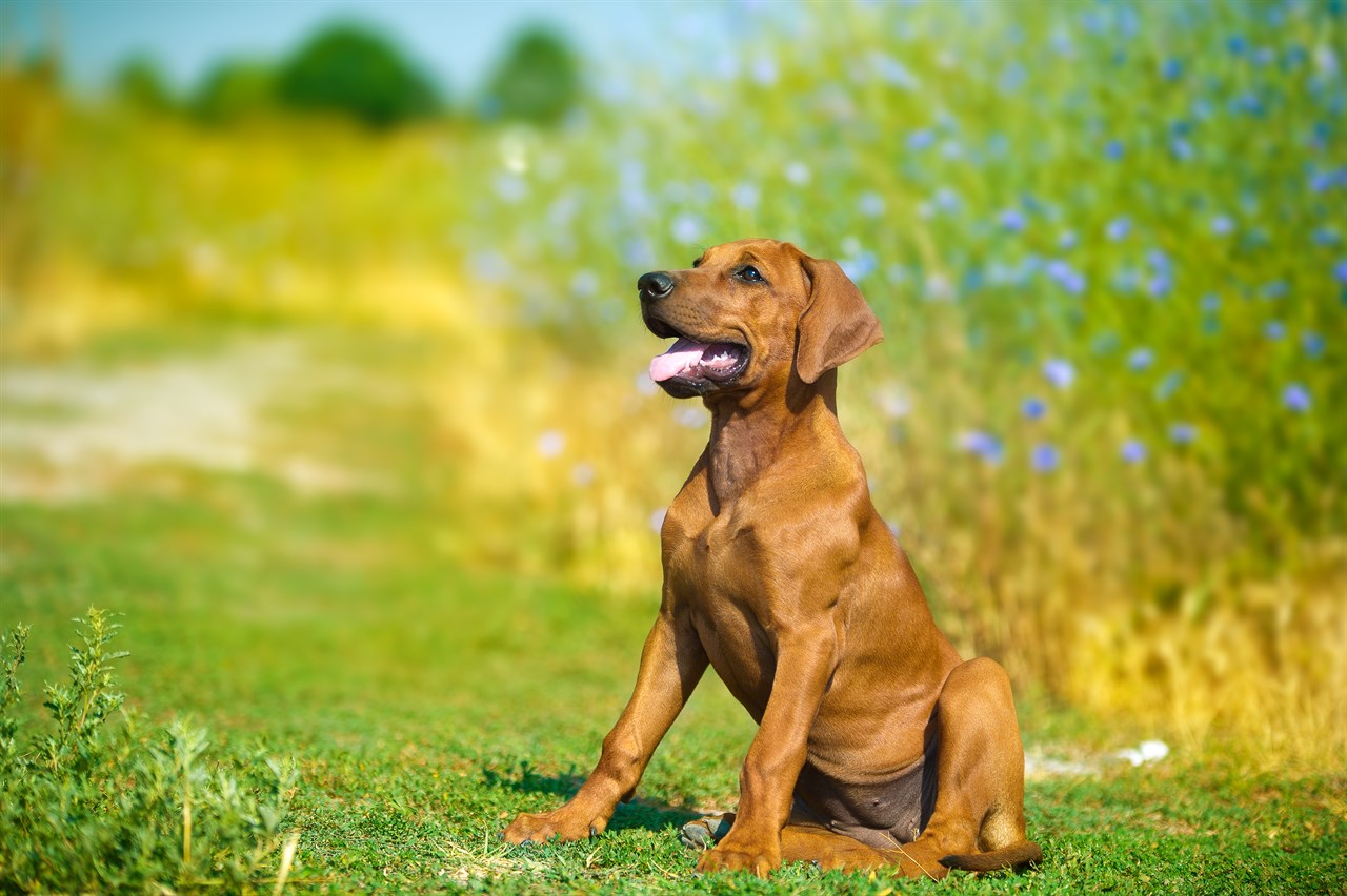 Rhodesian Ridgeback Puppy sitting on its lower back smiling with beautiful greenery background