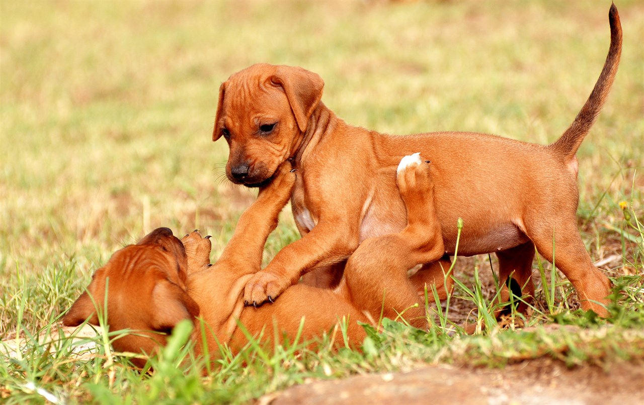 Two Rhodesian Ridgeback Puppy playing with each other on a grass field