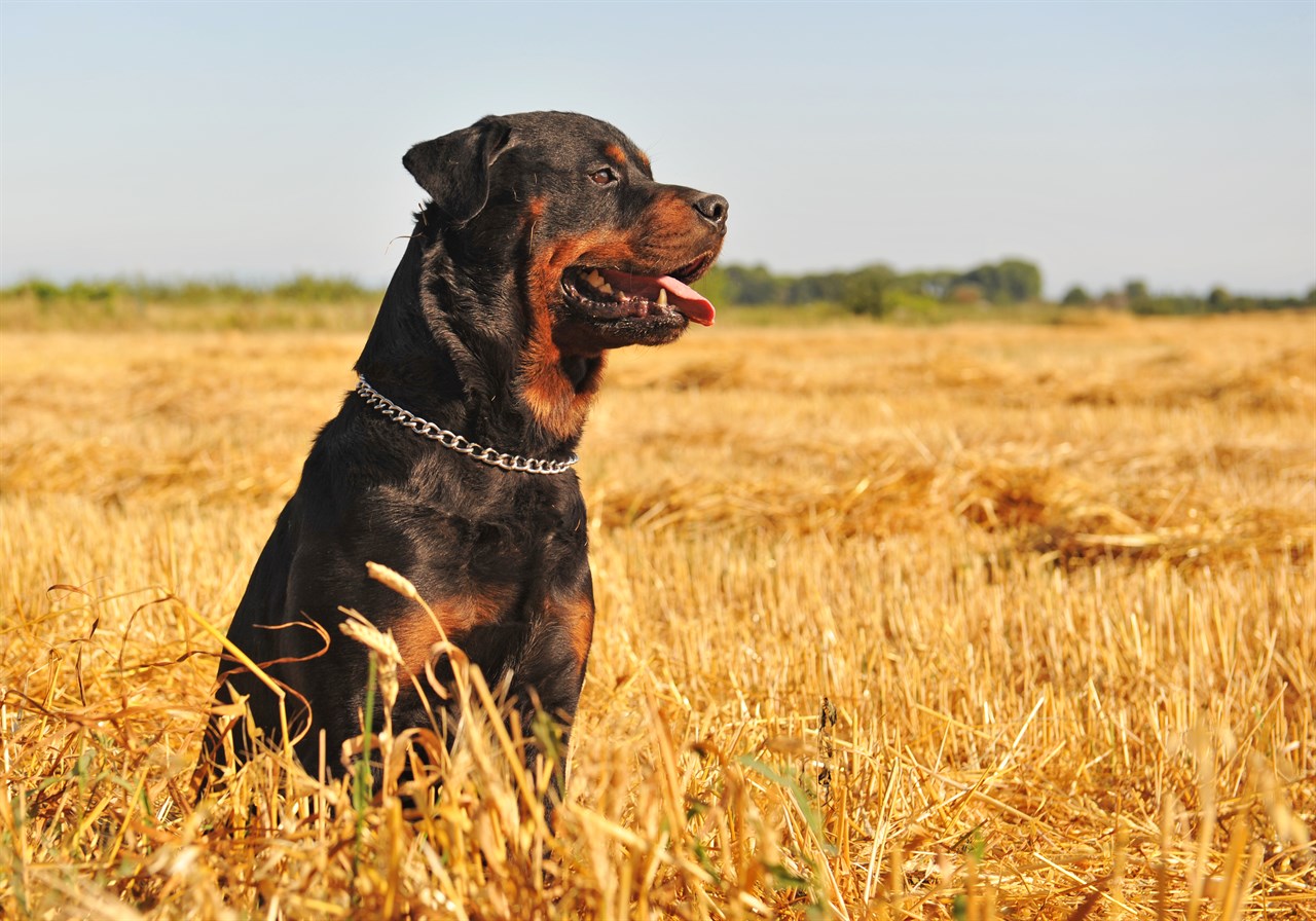 Rottweiler Dog standing on tall dried grass field smiling