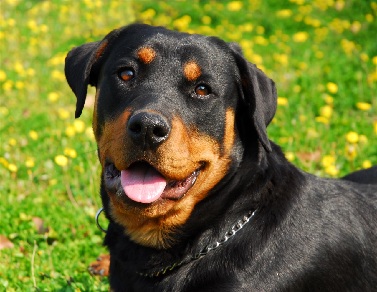 Close up view of Rottweiler Dog smiling at camera