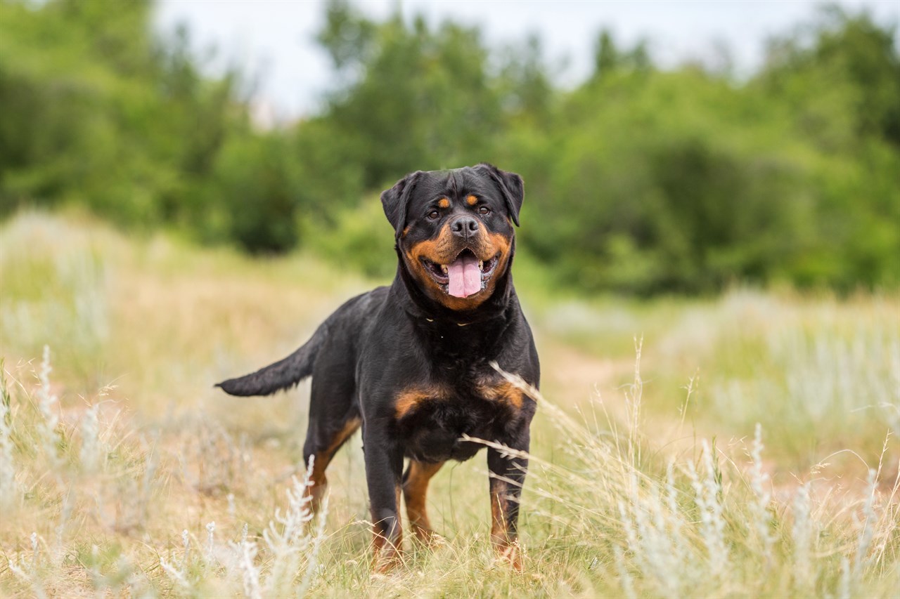 Rottweiler Dog smiling at camera with tall green tree background