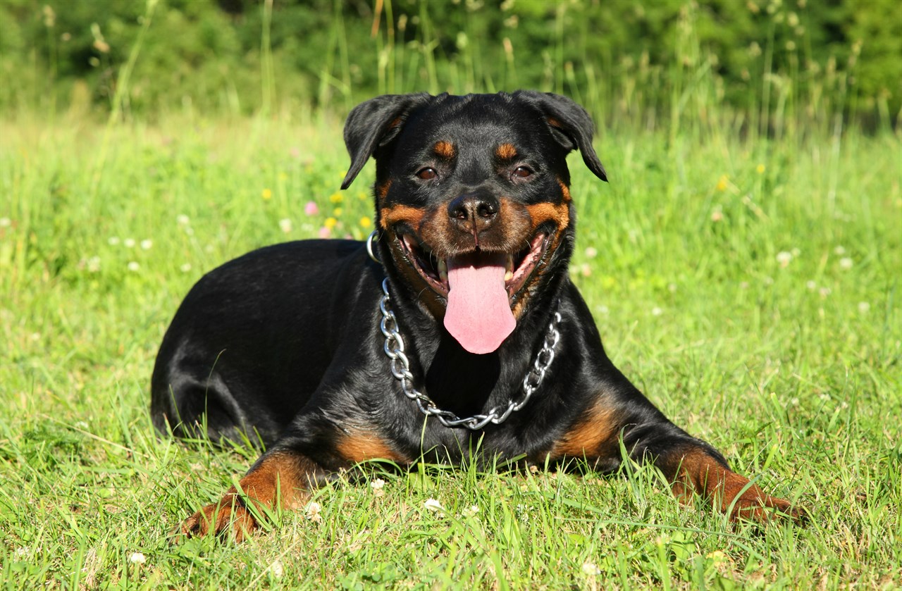 Rottweiler Dog sitting on it belly smiling wide towards the camera