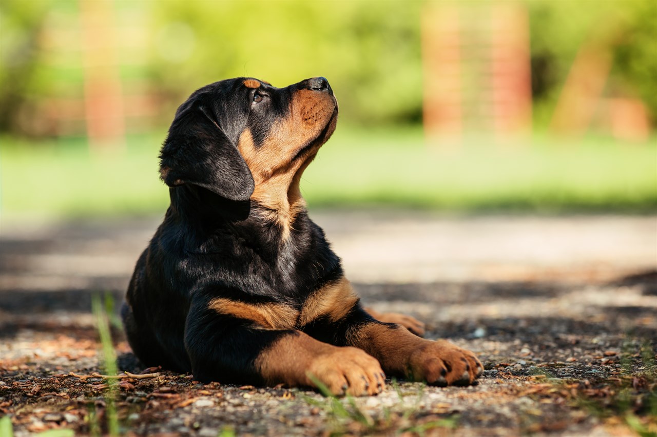 Rottweiler Puppy sitting in the shade under a tree in the park