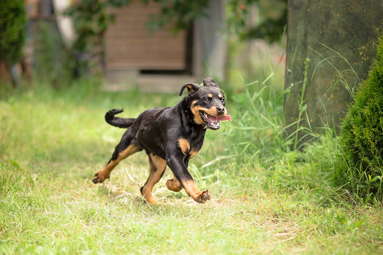 Playful Rottweiler Puppy enjoy running in the backyard