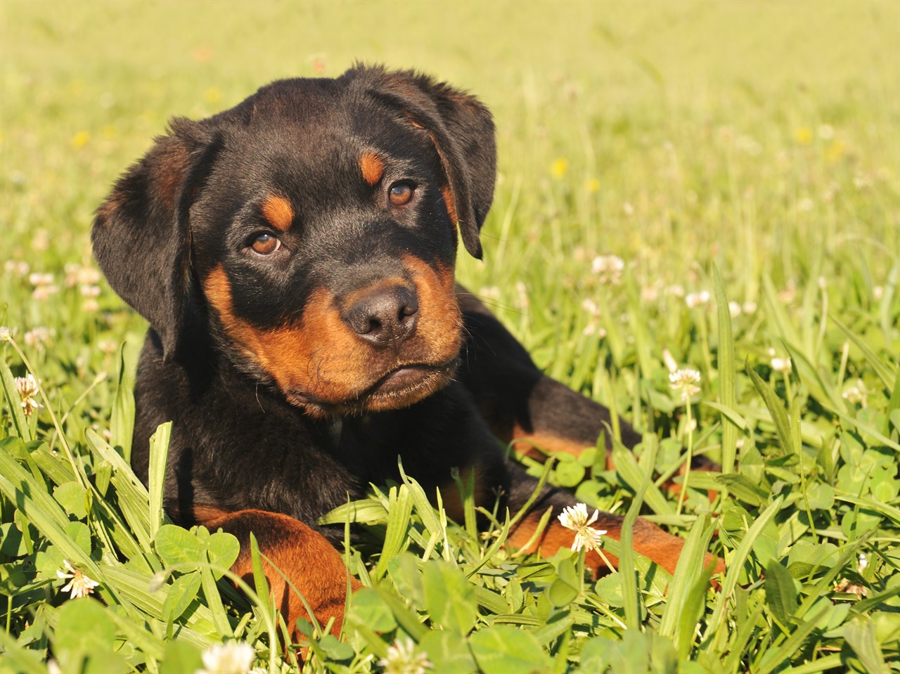 Cute Rottweiler Puppy lying on beautiful green grass looking at camera