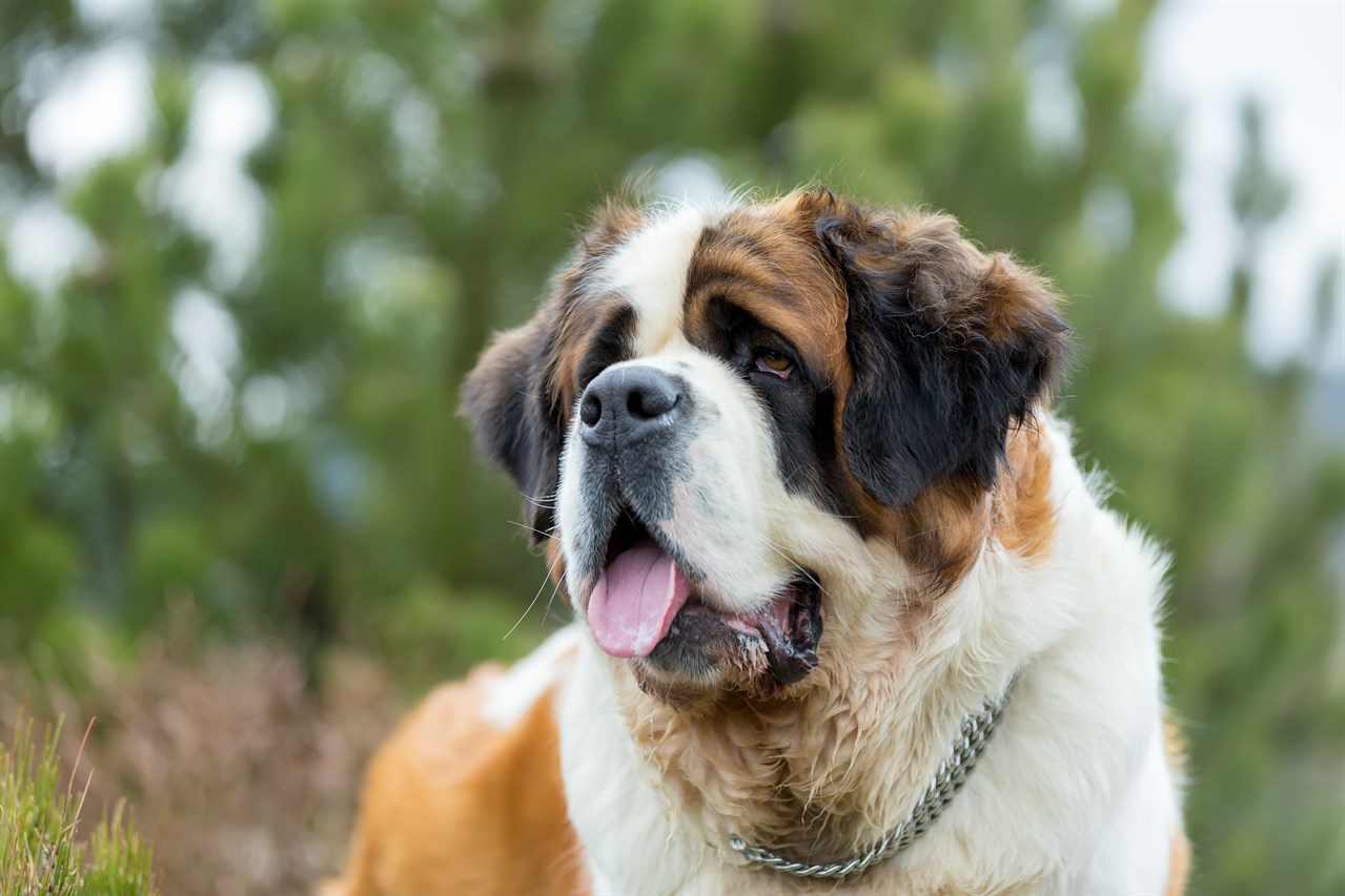 Close up view of Saint Bernard Dog face