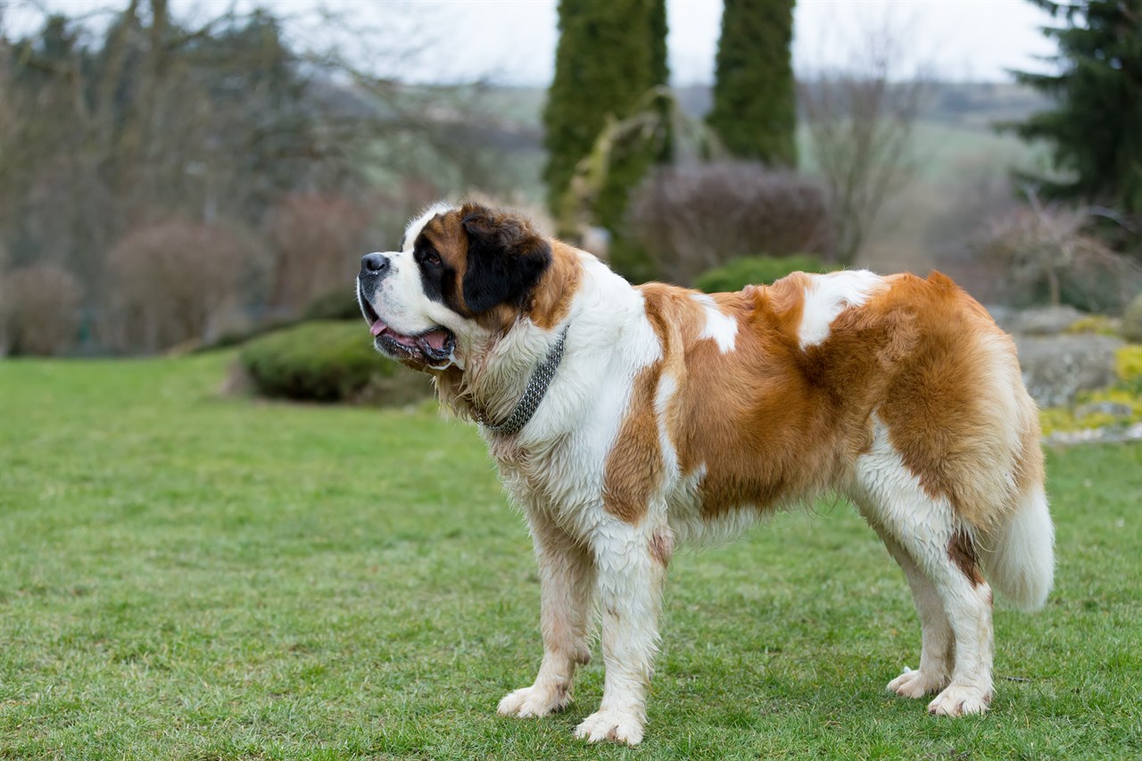 Saint Bernard Dog standing outdoor on green grass wearing a silver chain