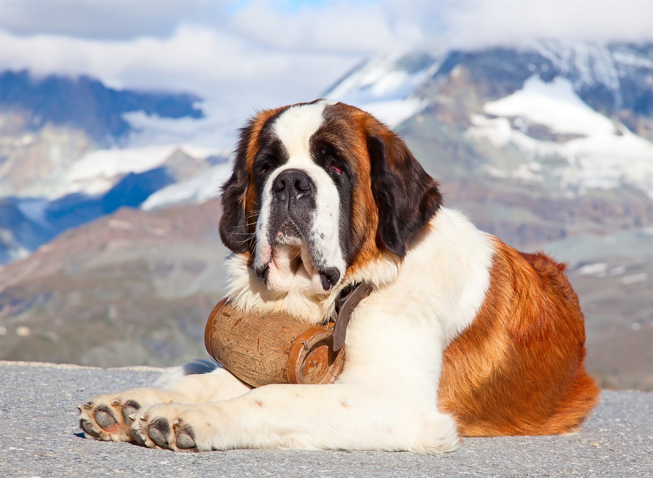 Saint Bernard Dog sitting wearing small barrel around its neck