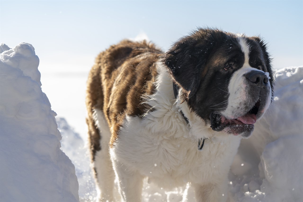 Saint Bernard Dog standing in the thick snow on sunny day