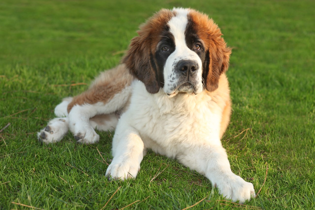 Saint Bernard Dog sitting on green grass looking at camera