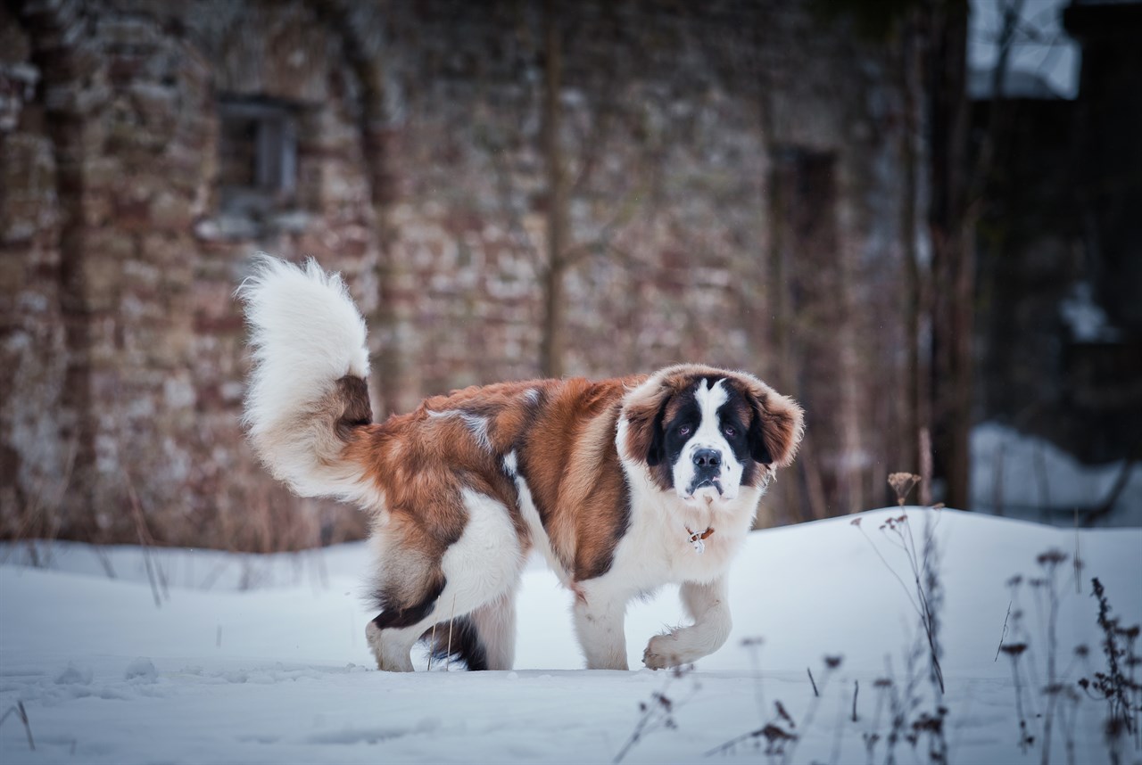 Saint Bernard Dog enjoy walking in the snow