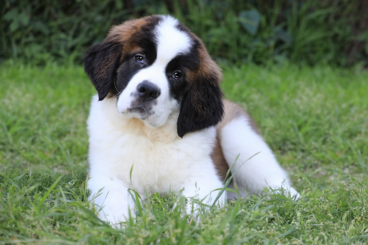 Cute Saint Bernard Puppy sitting on green grass looking at camera