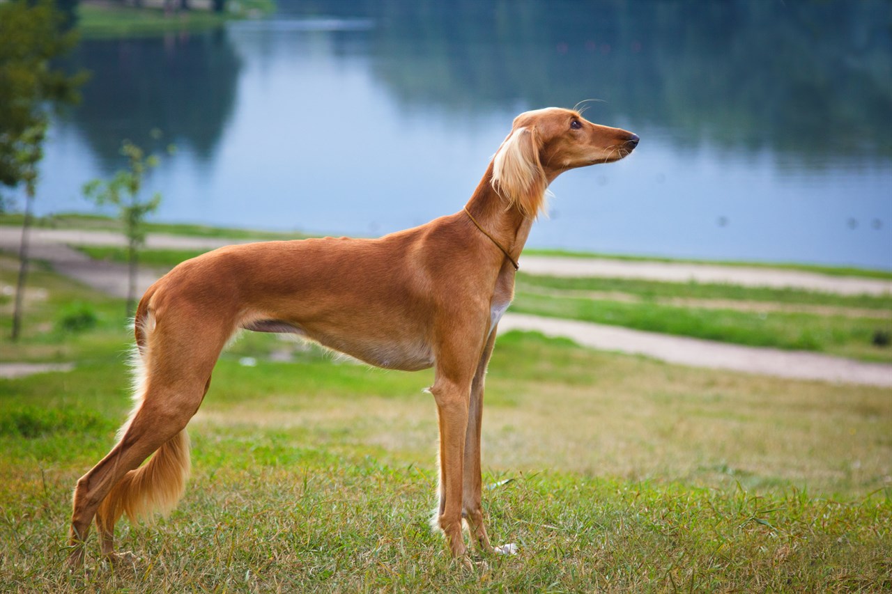 Brown Saluki Dog standing next to the lake