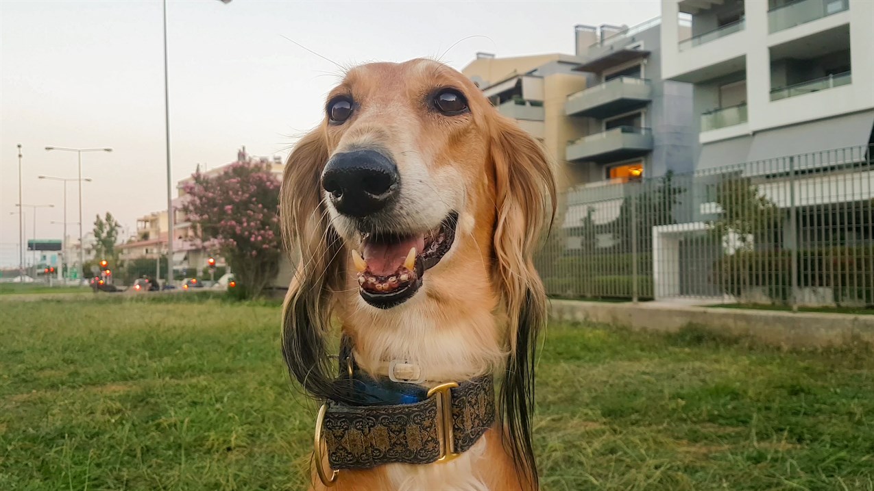 Close up view of Saluki Dog smiling at camera