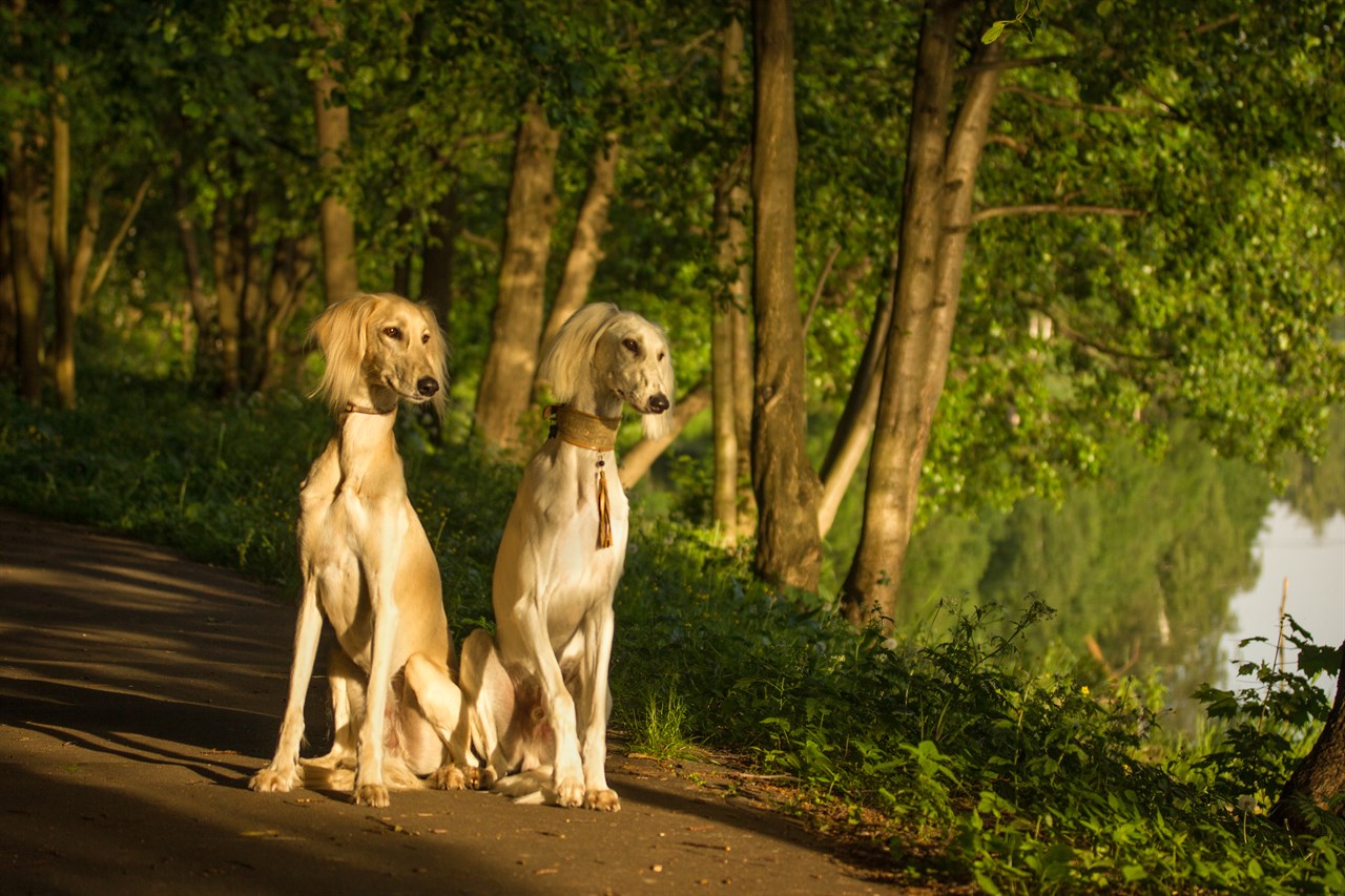 Two Saluki Dogs standing together in the woods