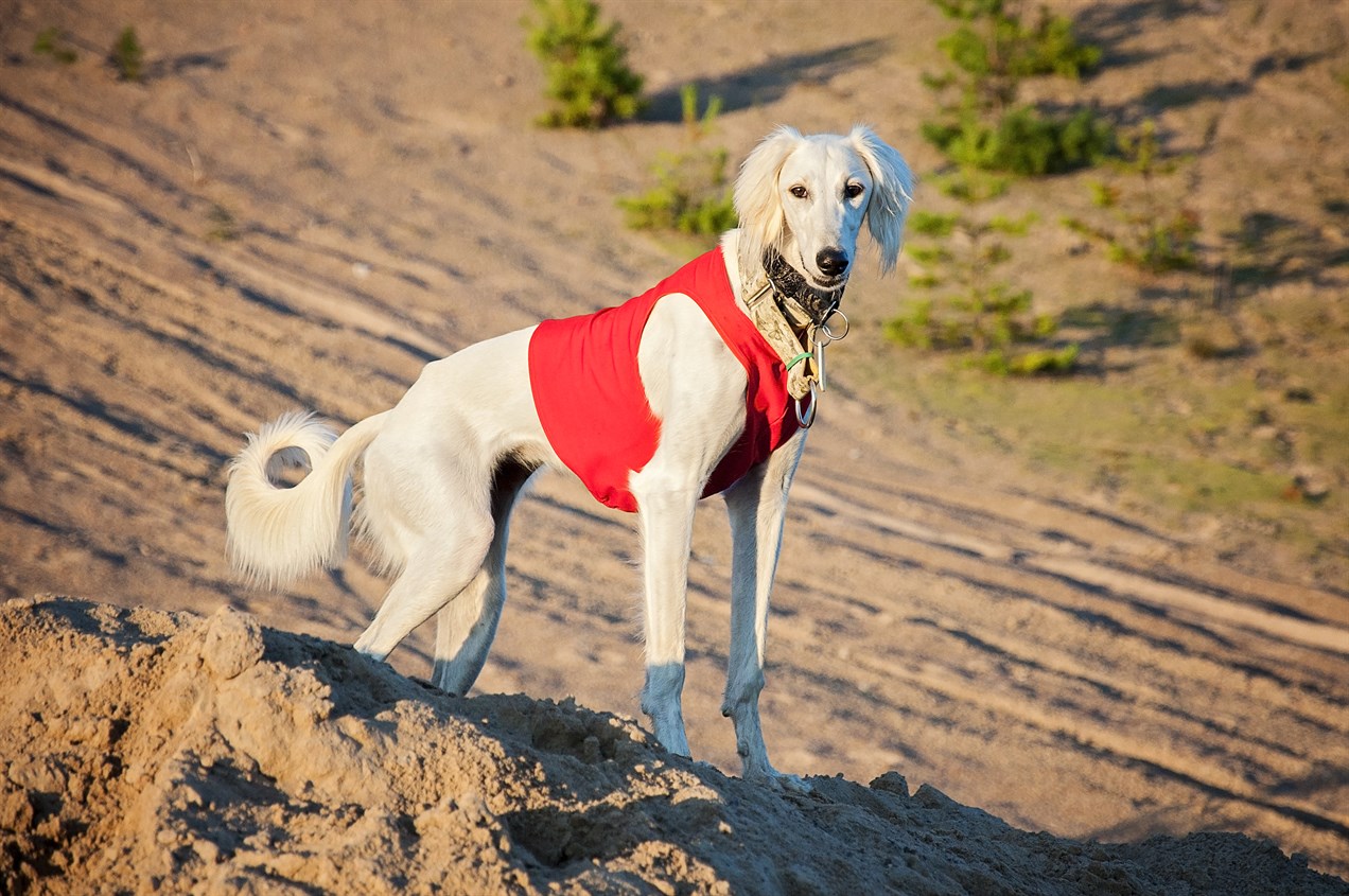 Saluki Dog standing on the dirt road wearing a red vest