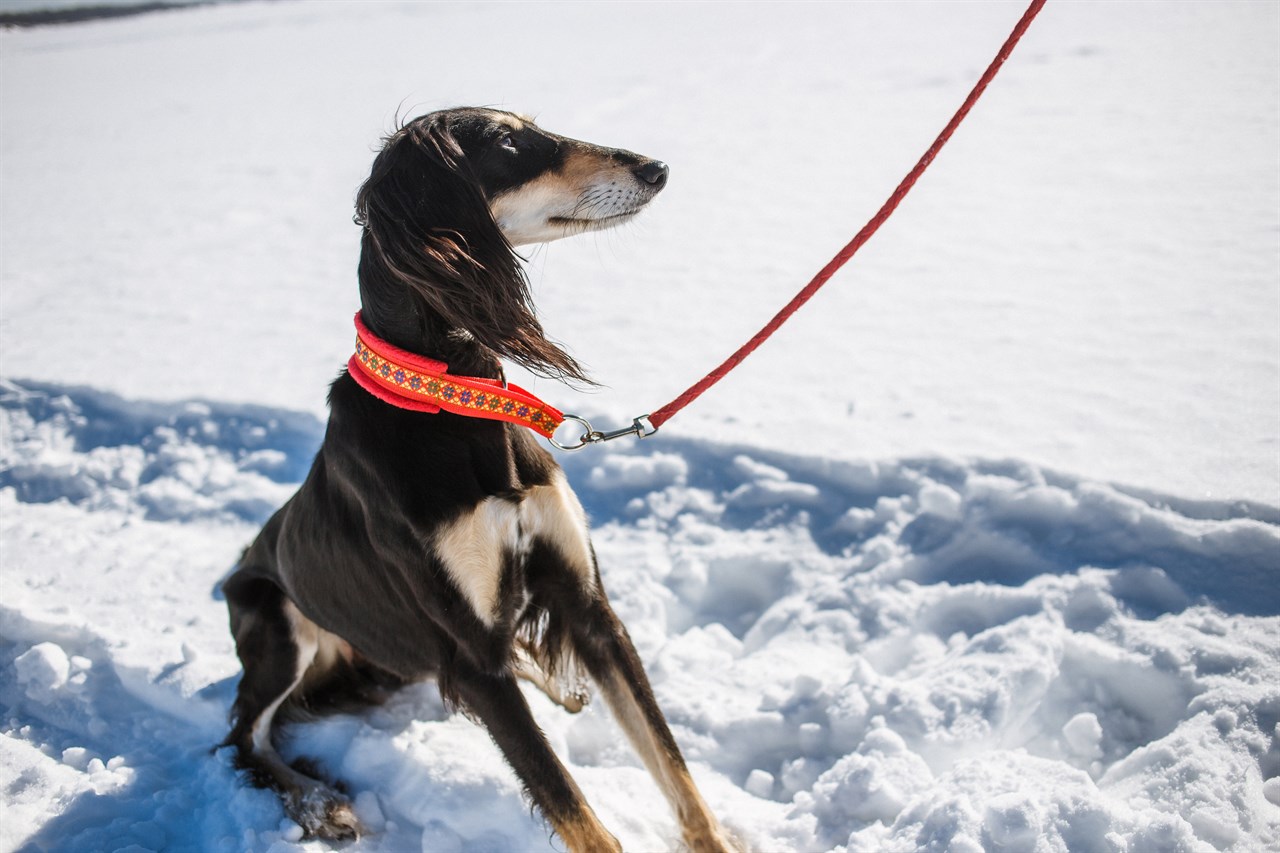 Saluki Dog standing in the snow wearing a red leash