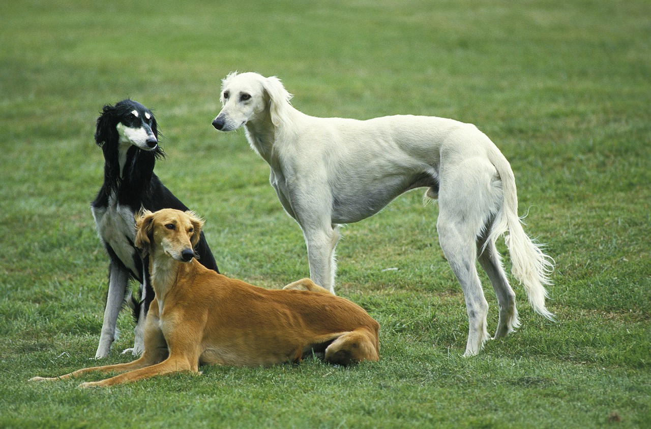 Three Saluki Dog being together outdoor on green grass field