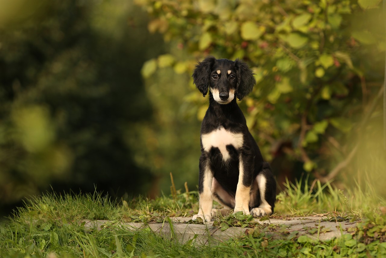 Black and white Saluki Puppy standing looking at camera