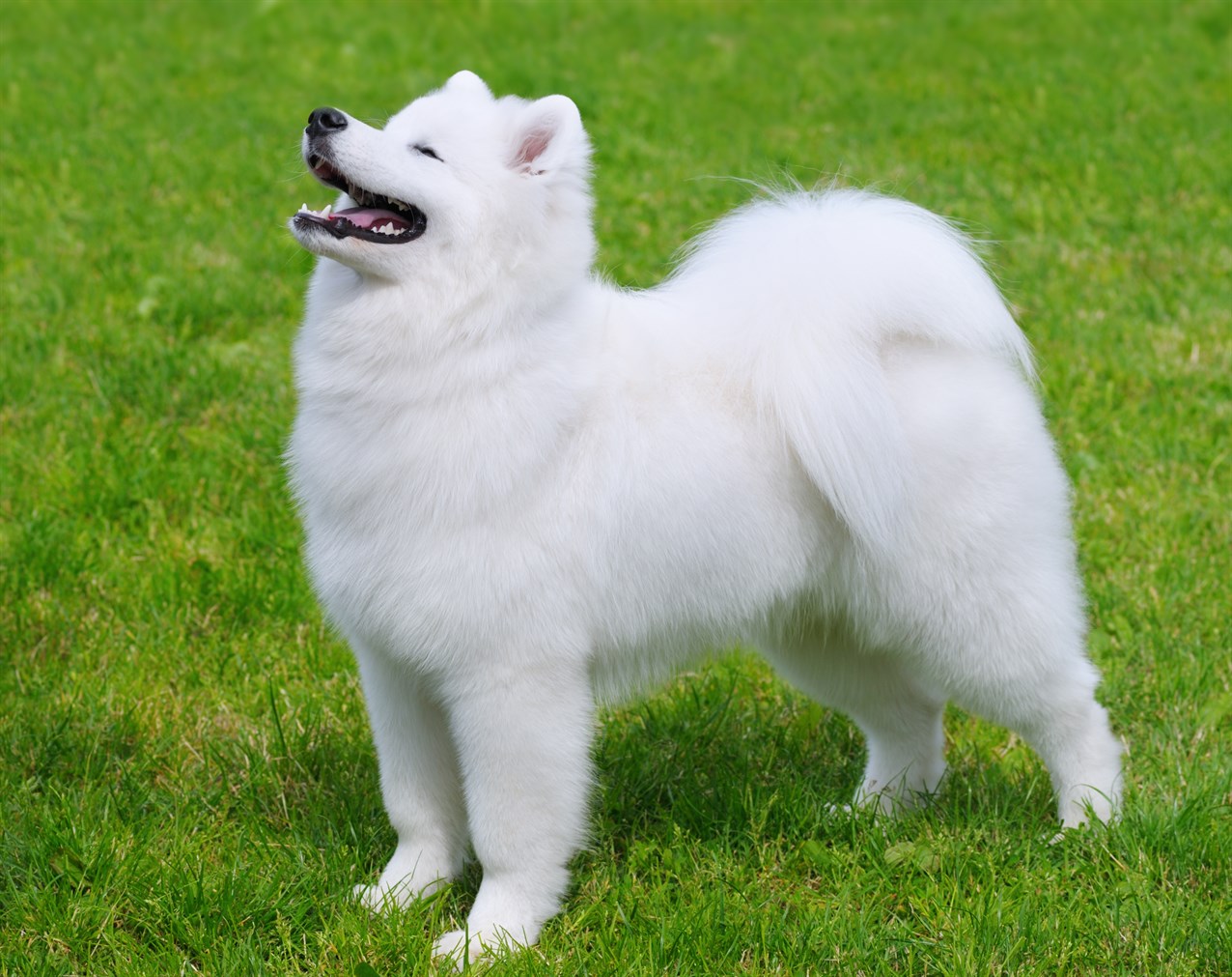 Samoyed Dog smiling wide standing on green grass