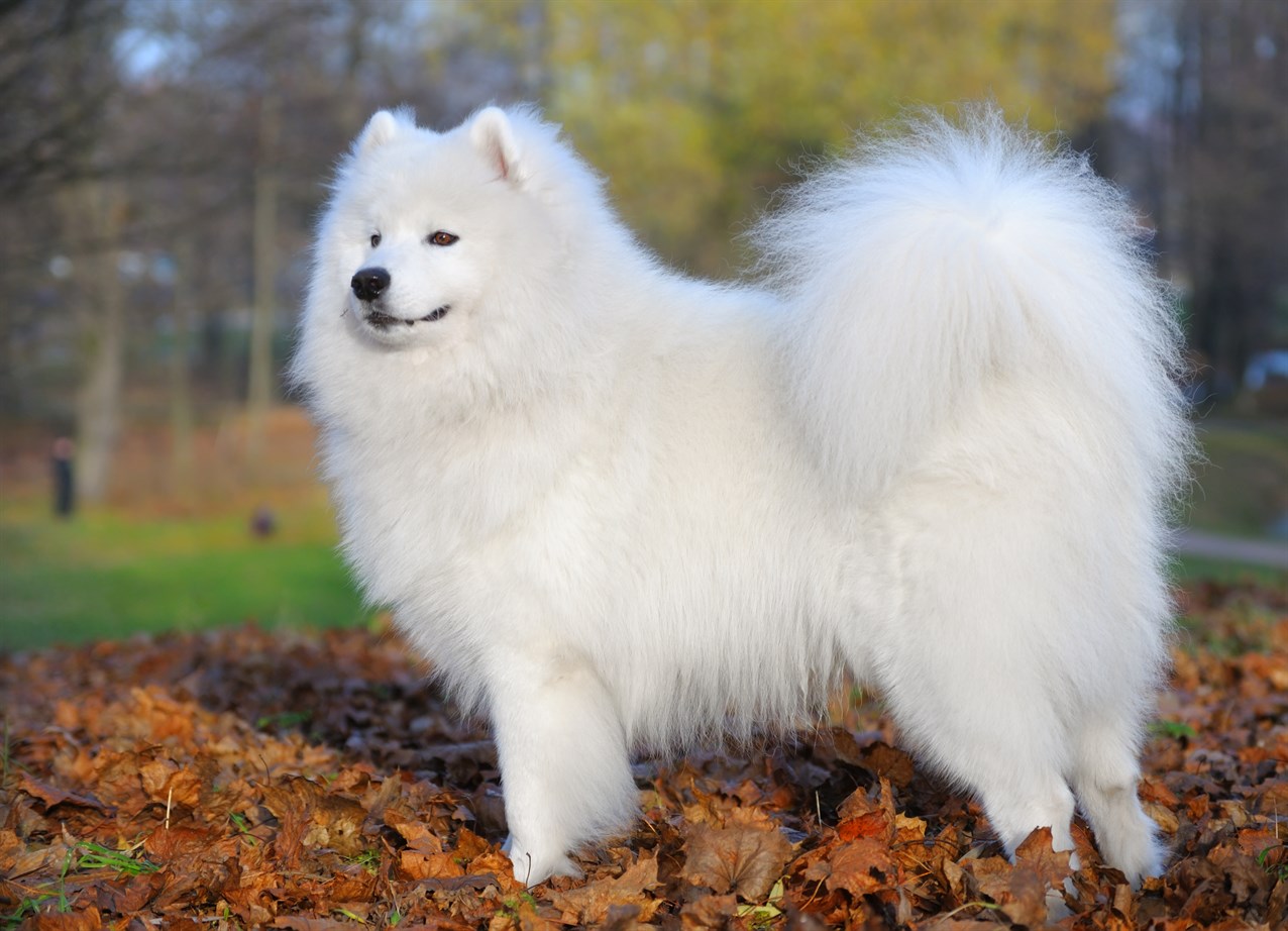 Side view of Samoyed Dog standing on fallen leaves covered ground