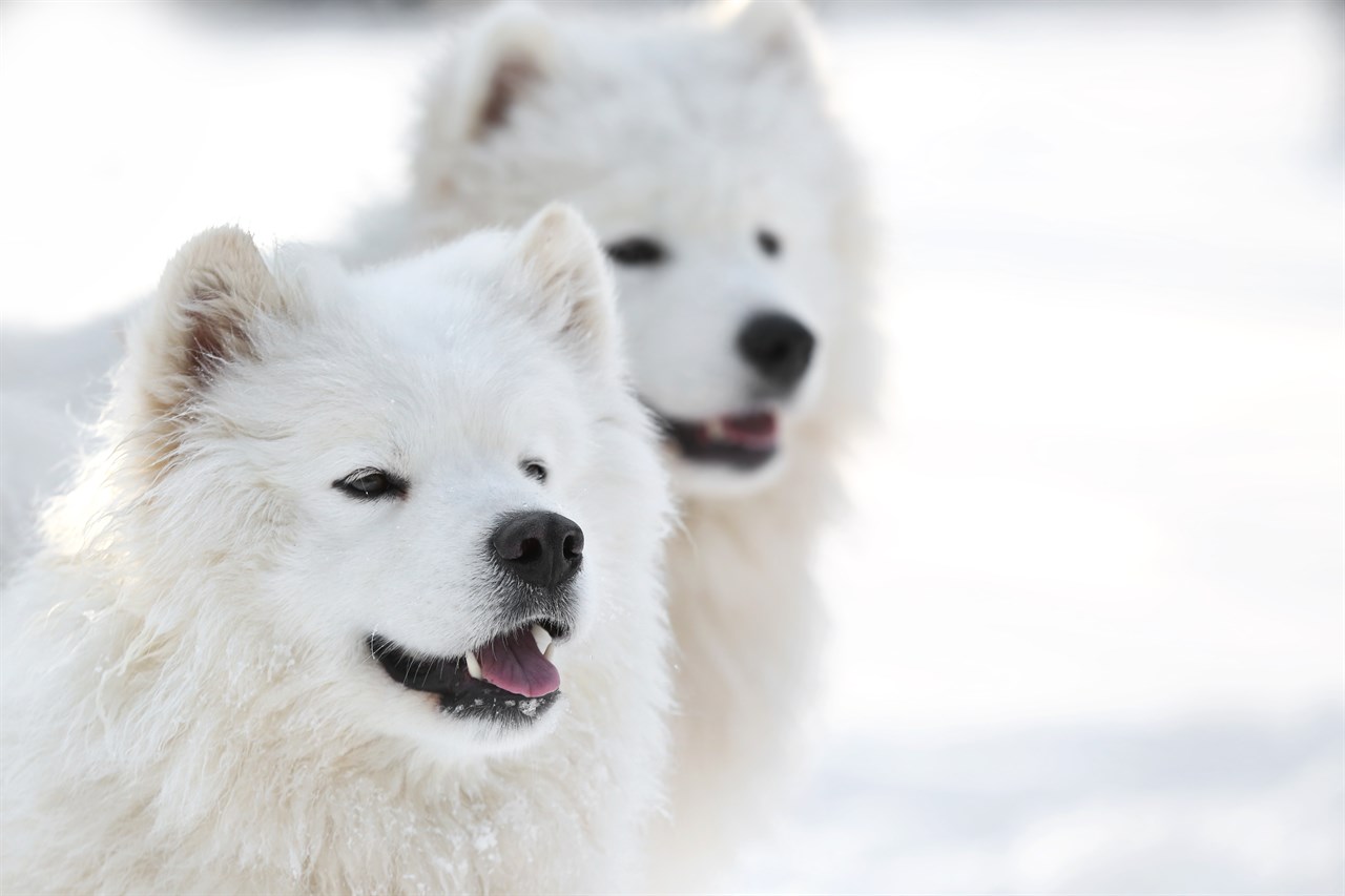 Close up view of two Samoyed Dogs in the snow