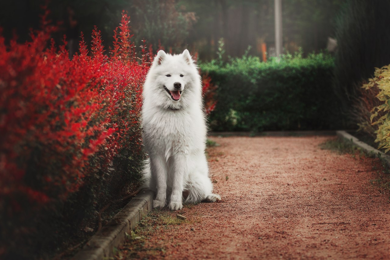 Samoyed Dog standing on the side of dirt road smiling