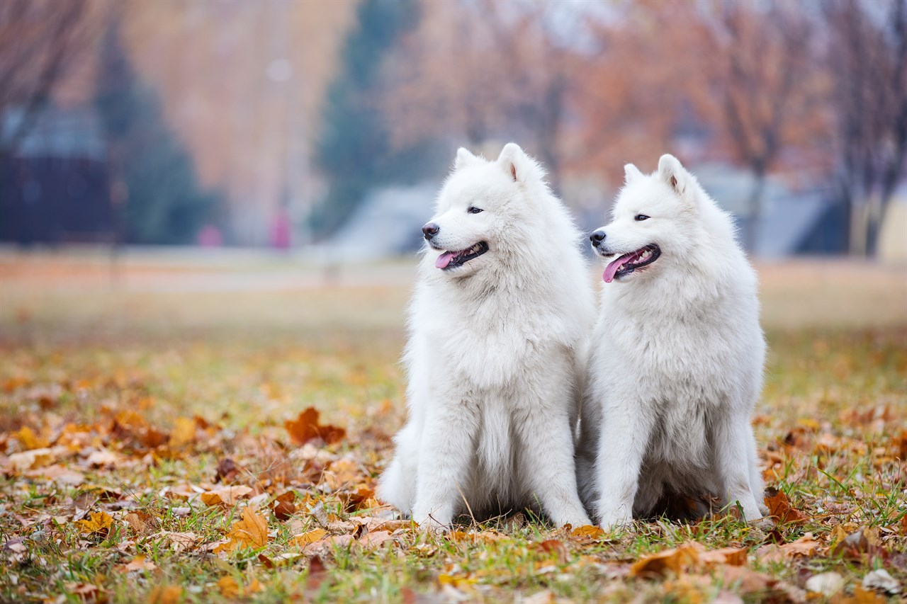 Two Samoyed Dogs standing in the park during autumn season