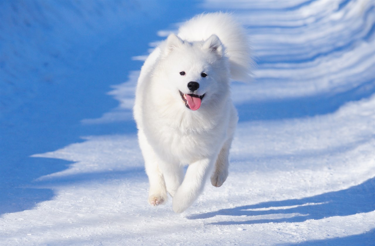 Samoyed Dog running towards the camera on a snow covered road