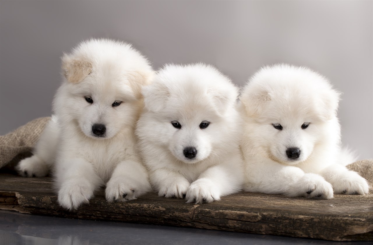 Three Samoyed Puppies sitting on a piece of woods with grey background