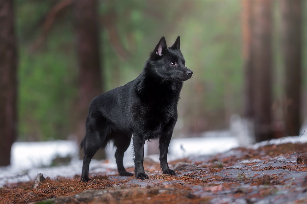 Schipperke Dog standing in the woods during winter