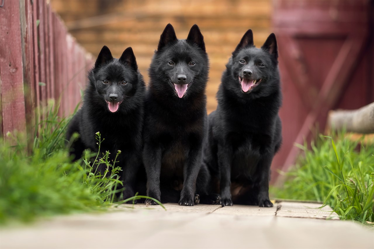 Three Schipperke Dogs sitting infront of a barn smiling towards the camera