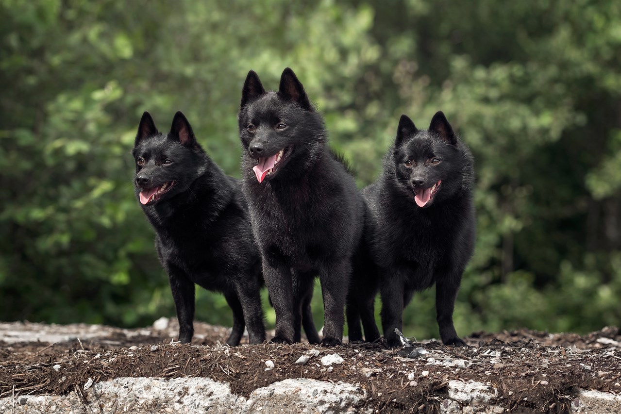 Three Schipperke Dogs standing on the dirt road in the woods