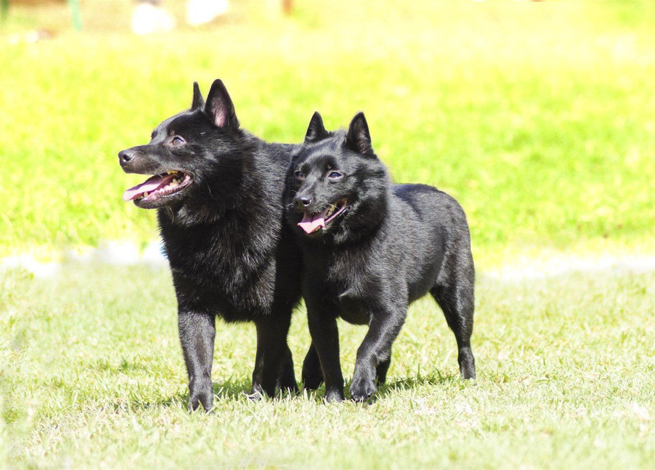 Two Schipperke Dogs walking together on a bright sunny day