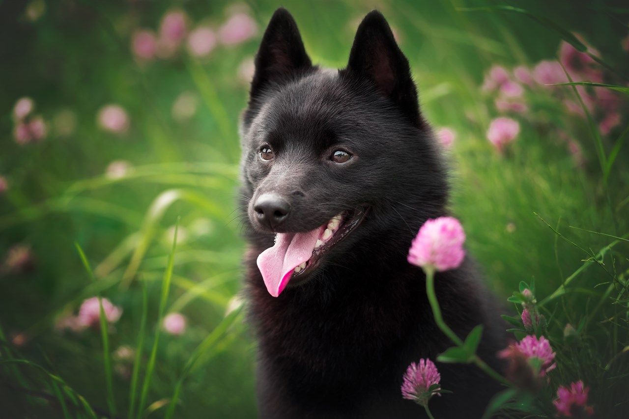 Close up view of Schipperke Dog smiling surrounded by pink flower