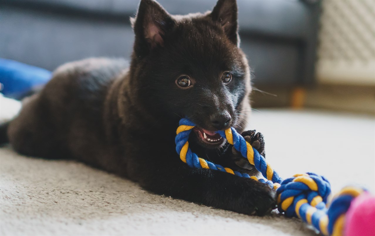 Schipperke Puppy playing chew toy in a living room