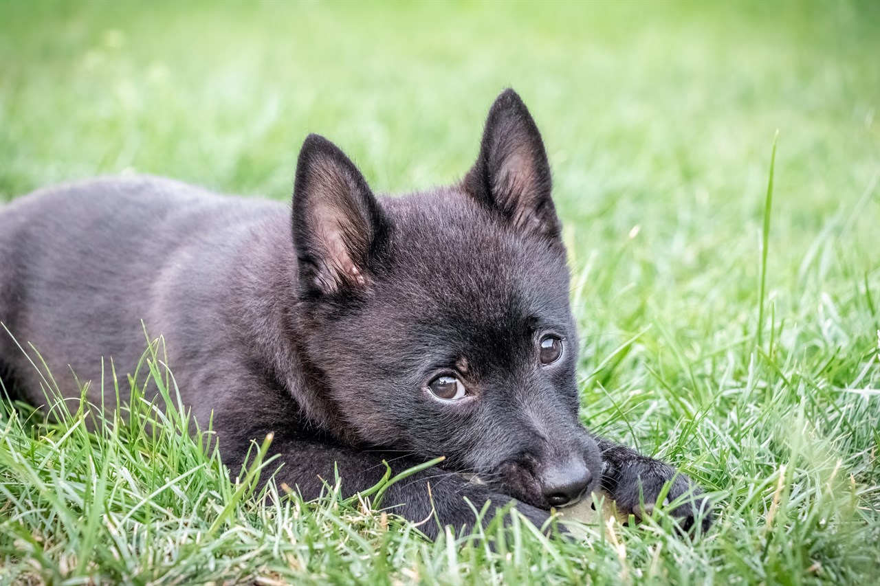 Cute Schipperke Puppy sitting on green grass looking at camera