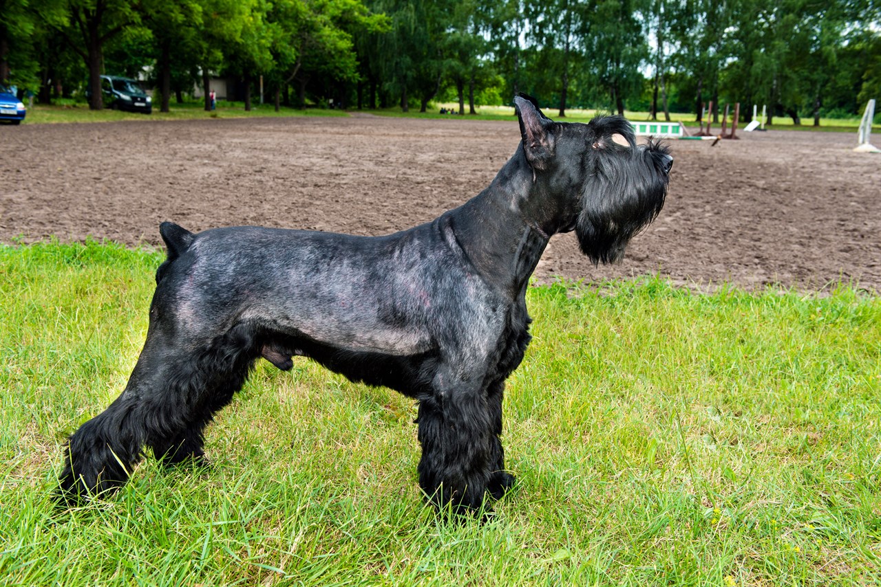 Side view of Schnauzer Dog standing in the playground