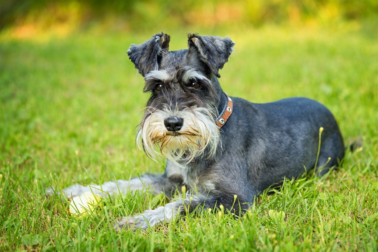 Schnauzer Dog sitting on green grass wearing chocolate collar