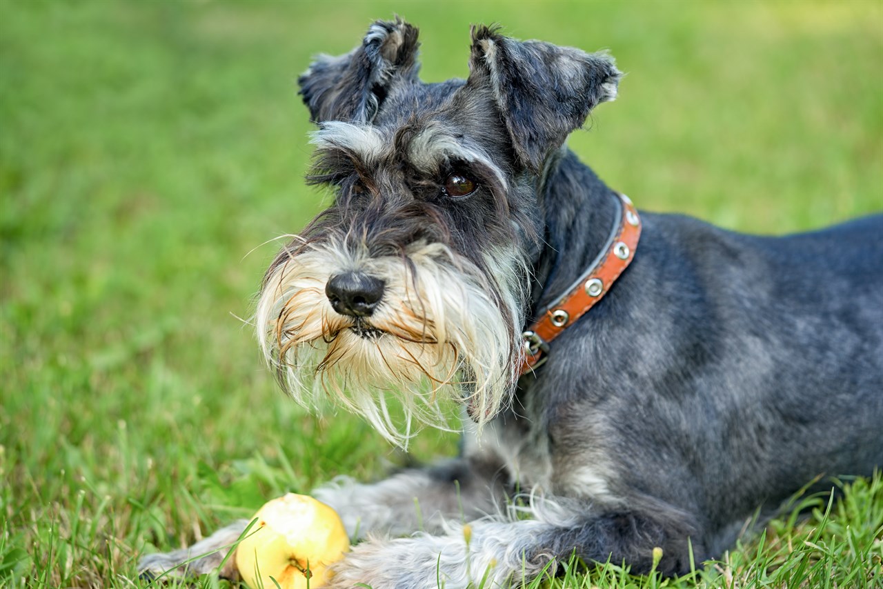 Close up view of Schnauzer Dog sitting on green grass