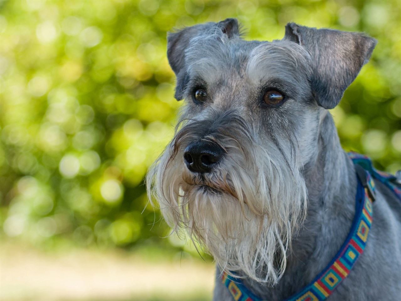 Close up view of grey Schnauzer Dog