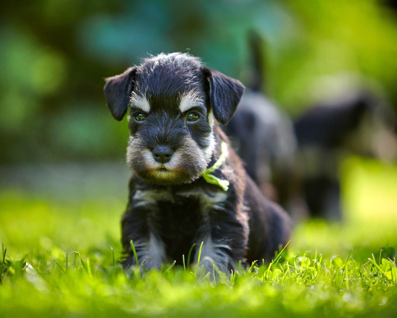 Schnauzer Puppy sitting on a short grass wearing a green rope around its neck