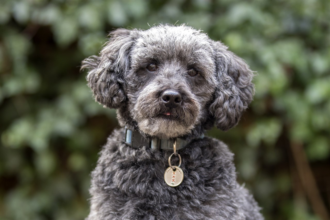 Schnoodle Dog looking at camera with green tree leaves background