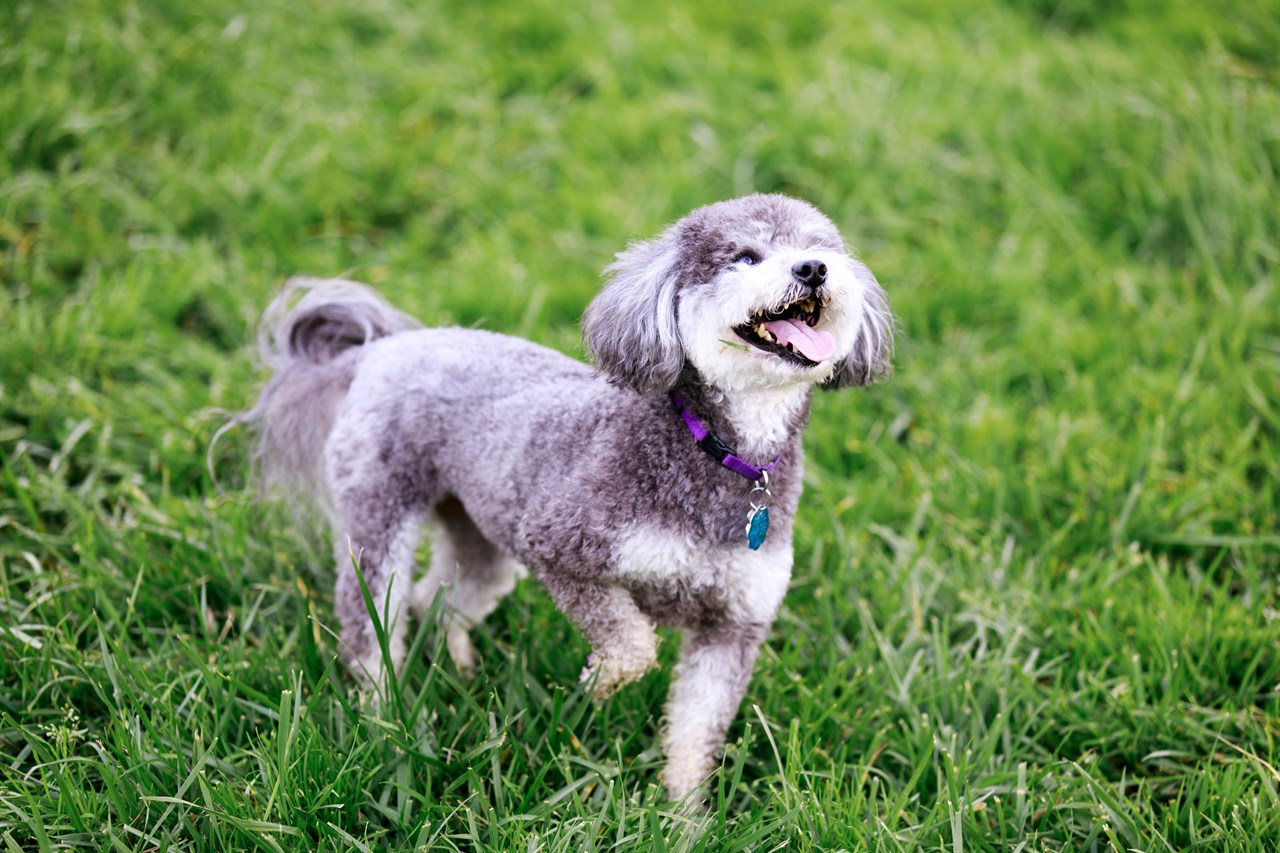 A happy Schnoodle Dog standing on a green grass wearing a purple collar