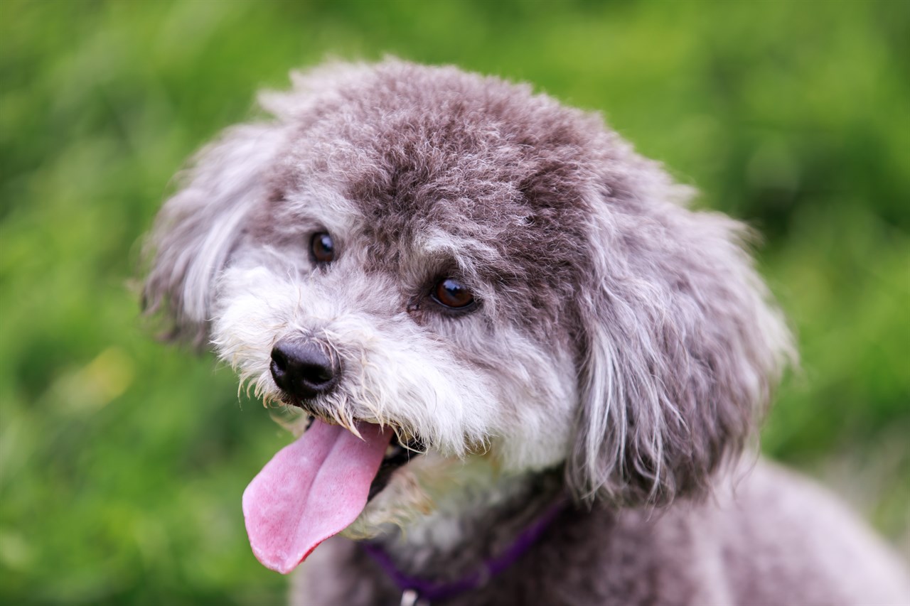 Close up view of Schnoodle Dog smiling with tongue sticking out