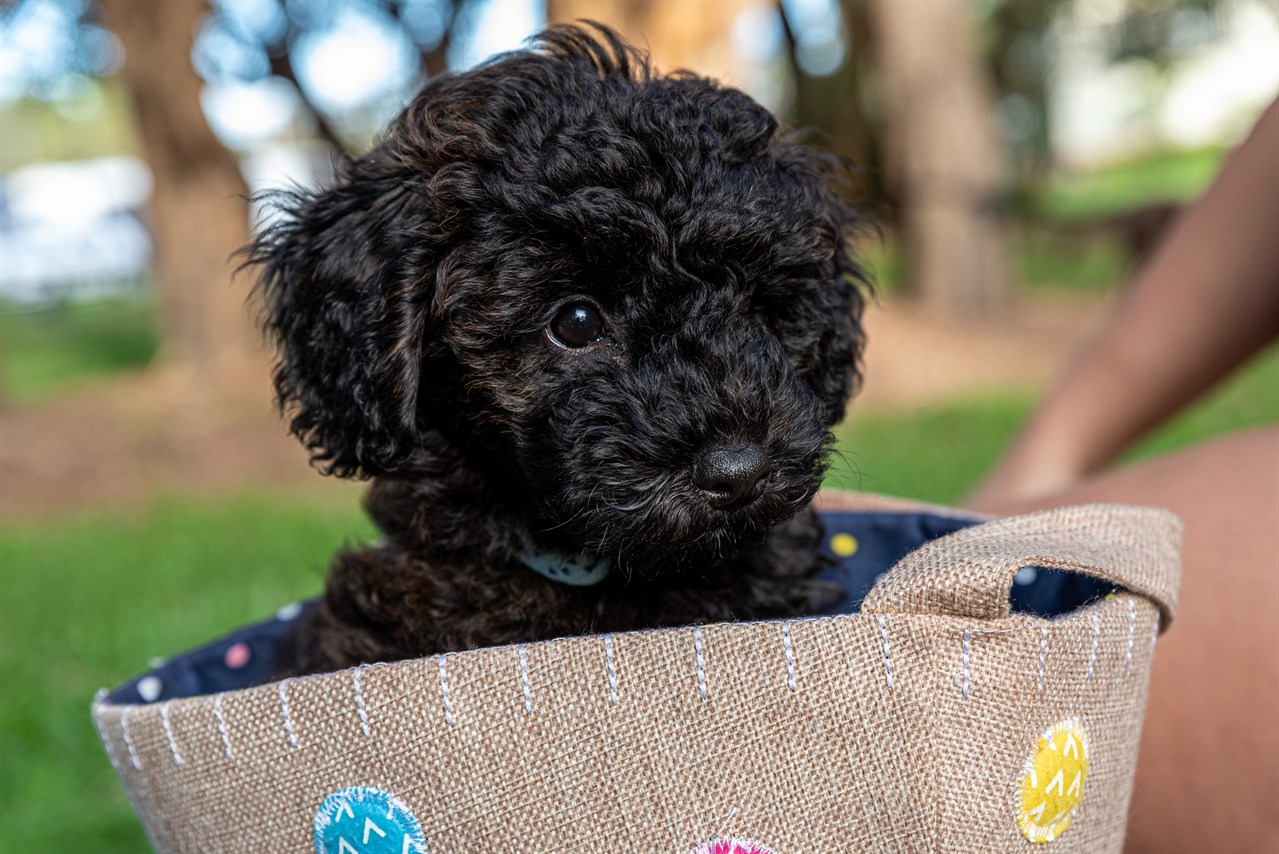 Adorable Schnoodle Puppy sitting in the sack basket