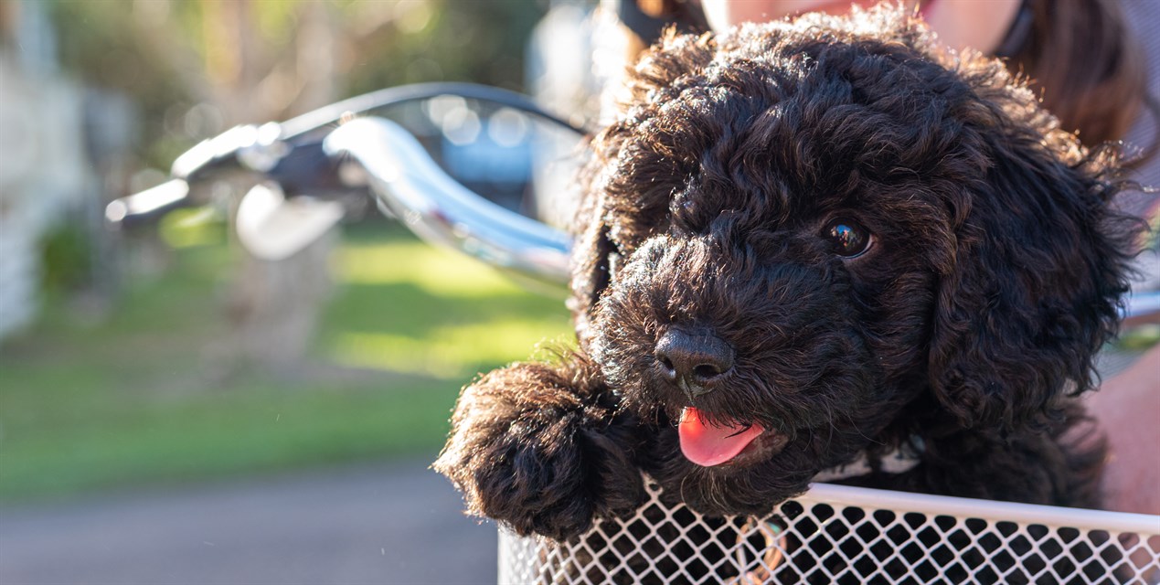 Cute Schnoodle Puppy sitting in the bicycle basket